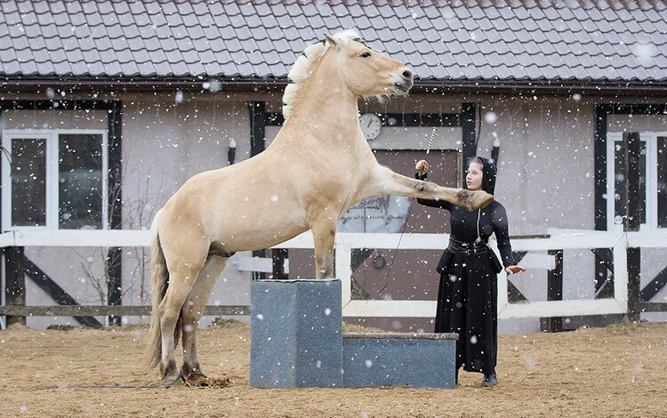 Нина Филатова: Путь на «Эквитану» - фото IMG_7148, Recommendation Конные истории , конный журнал EquiLIfe