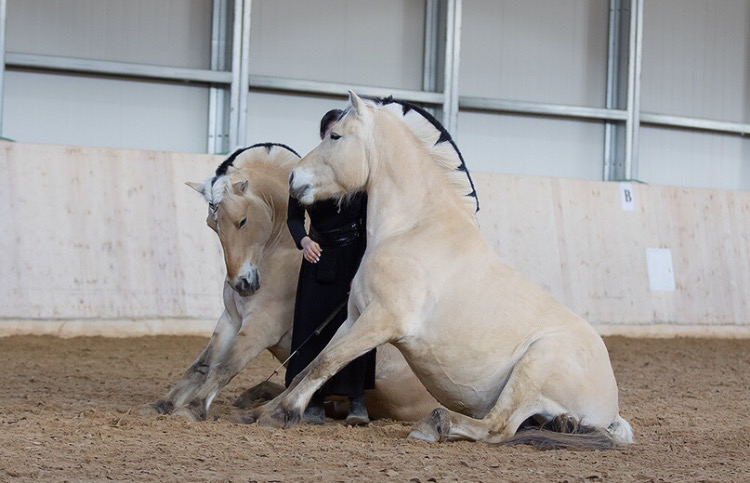 Нина Филатова: Путь на «Эквитану» - фото IMG_6879, Recommendation Конные истории , конный журнал EquiLIfe