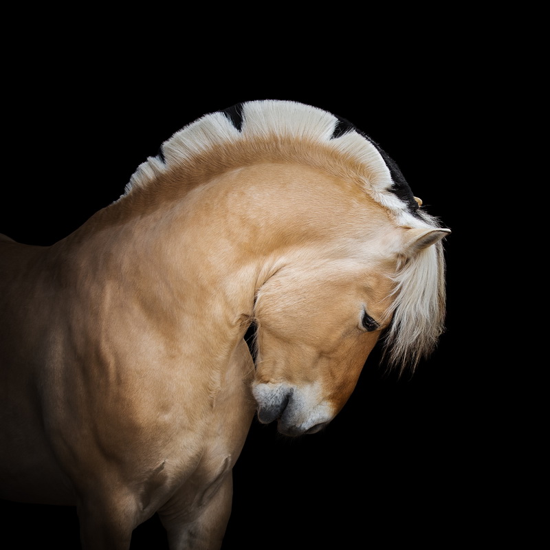 Нина Филатова: Путь на «Эквитану» - фото FJ9A5911, Recommendation Конные истории , конный журнал EquiLIfe